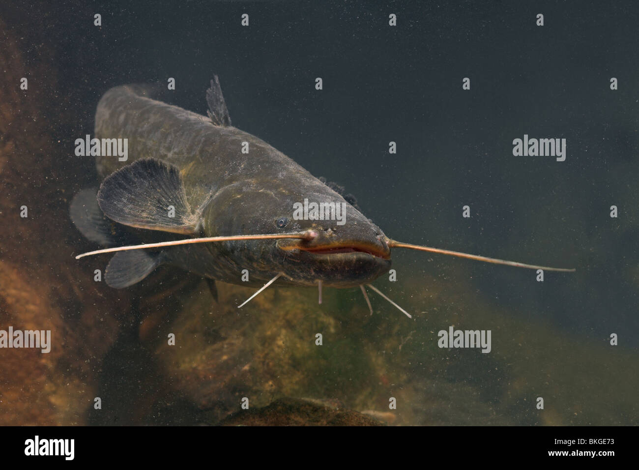 Side view of a Wels Catfish swimming above a rock-bank Stock Photo