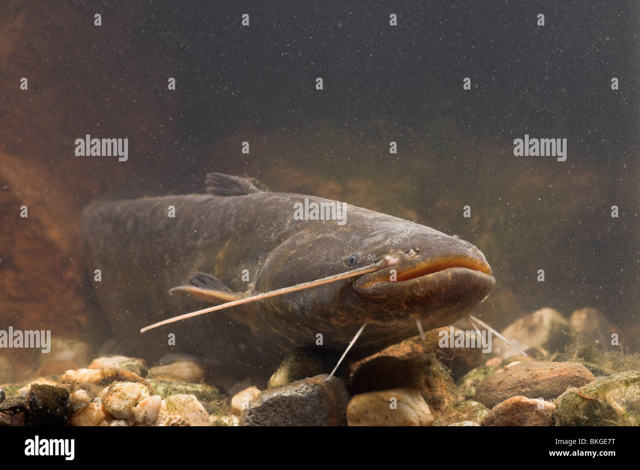 Portrait of a Wels Catfish laying on the bottom of a river Stock Photo