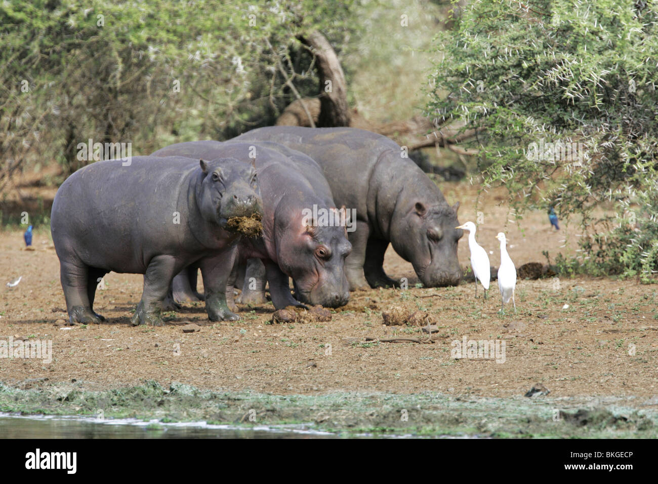 Hippo, kruger, park, south, africa Stock Photo Alamy
