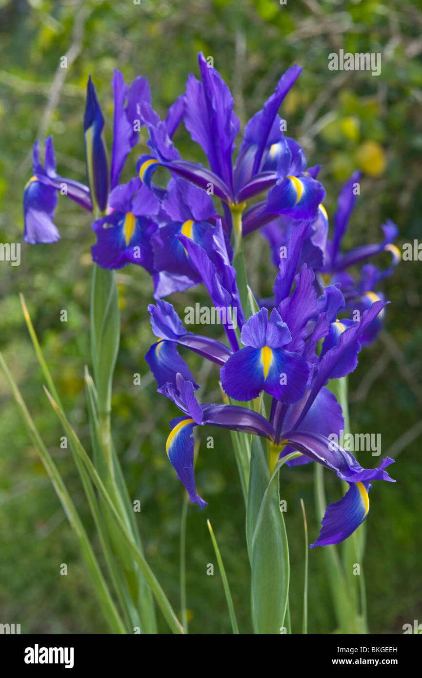Sword Lilly (Iris tingitana) flowers Mediterranean garden Stock Photo