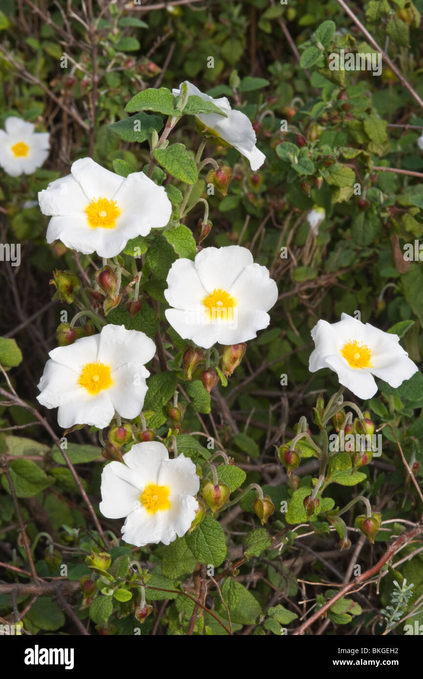 Rockrose (Cistus salviifolius) flowers Mediterranean garden Stock Photo