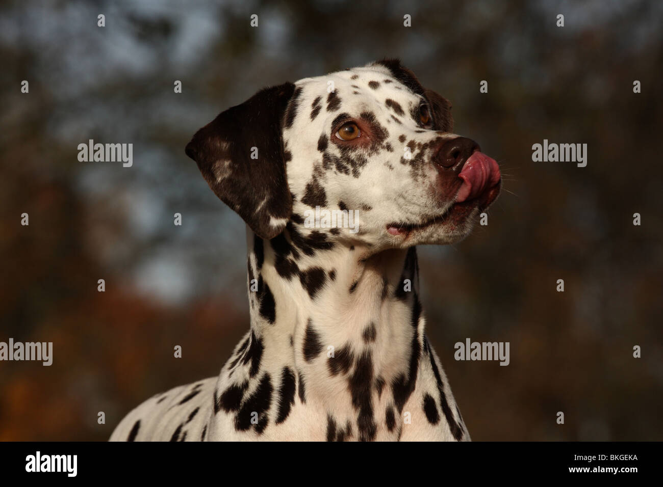 Dalmatiner hi-res stock photography and images - Alamy