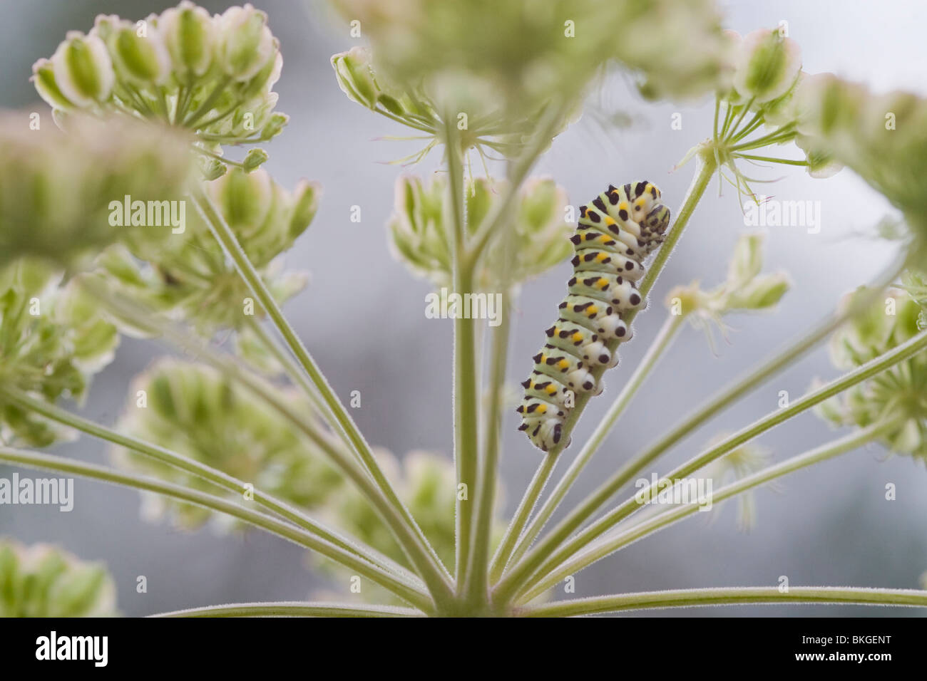 Caterpillar of Swallowtail butterfly (Papilio machaon) on a flower of Wild carrot Stock Photo