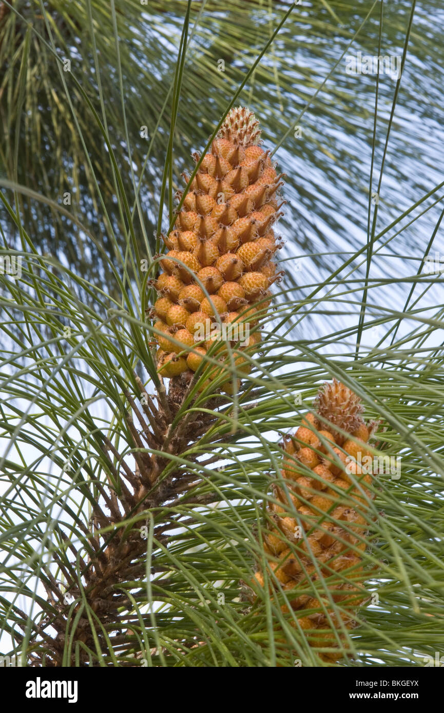 Canary Island pine (Pinus canariensis) male flowers Mediterranean garden Stock Photo