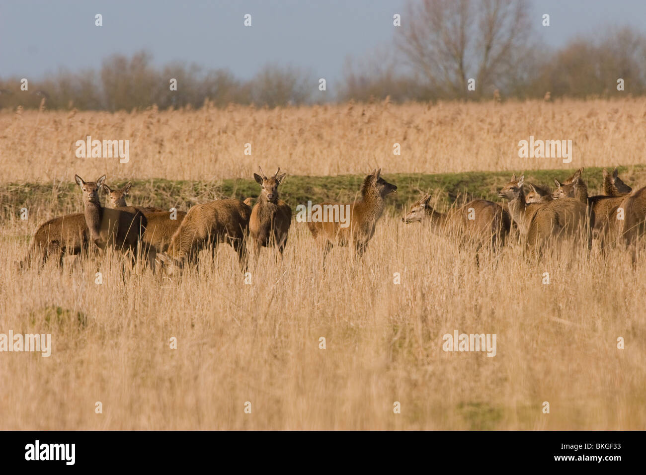Roedel edelherten (Cervus elaphus) in de winter met bastgewei, Herd of red deer in winter Stock Photo