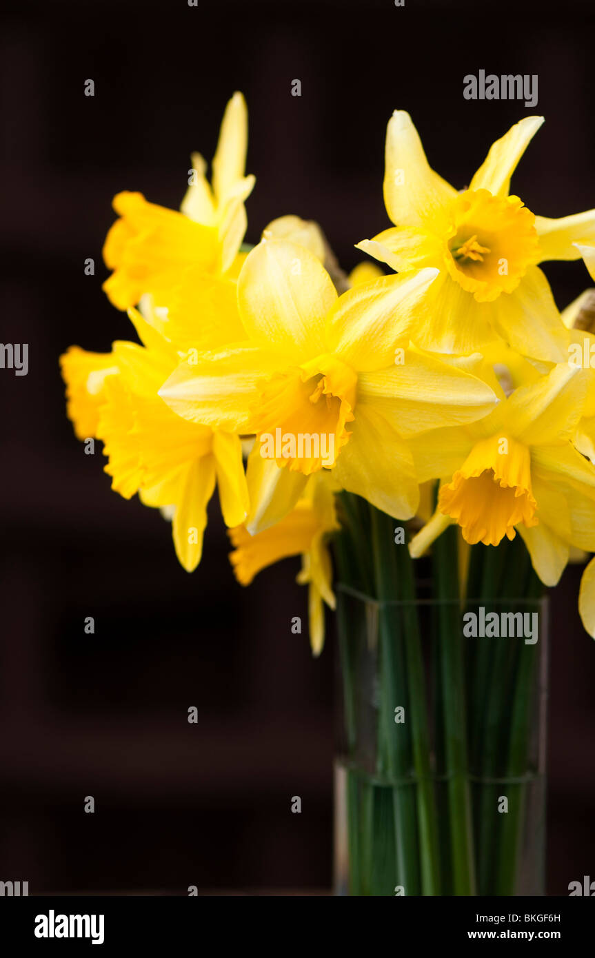 Bunch of daffodils in full bloom in a glass vase, outside in the garden Stock Photo Alamy