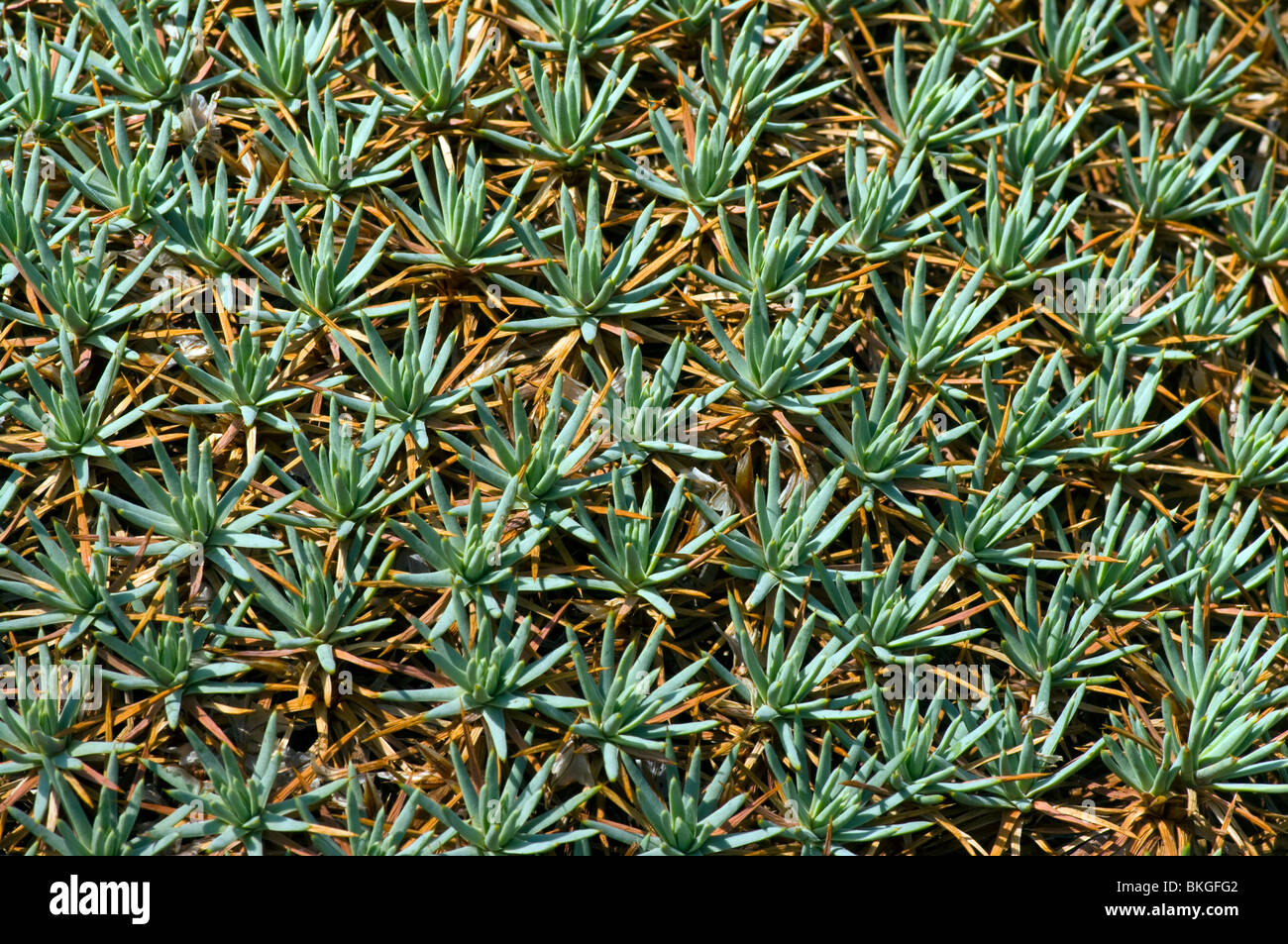 Alpine Plant Acantholimon Ulicinum Creticum Stock Photo