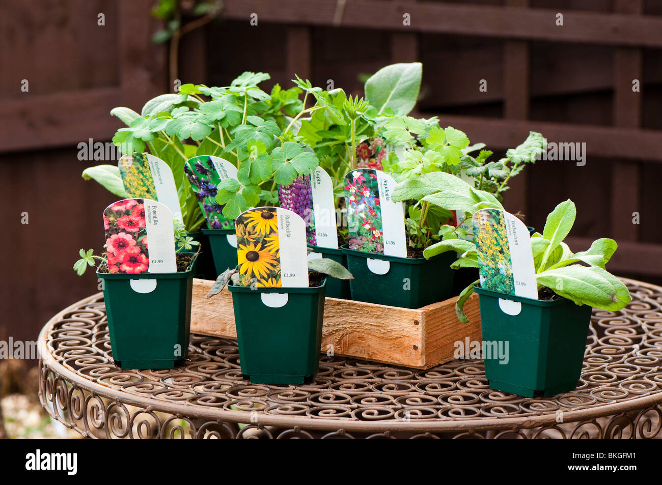 Selection of nursery grown herbaceous plants in pots in a wooden tray ready to plant out in the garden Stock Photo
