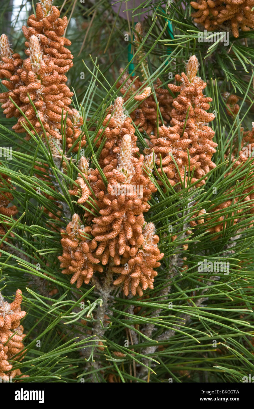 Aleppo Pine (Pinus halepensis var. ceciliae) male flowers Mediterranean garden Stock Photo