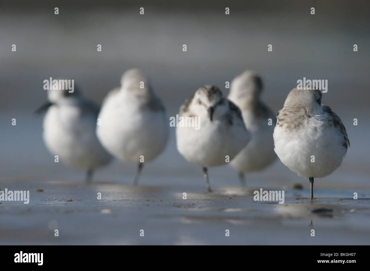 Group of Sanderlings resting Stock Photo - Alamy