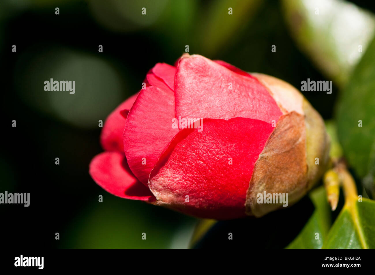 Camellia Japonica 'Adolphe Audusson' in flower in spring Stock Photo