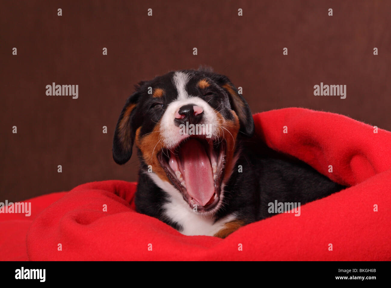 Großer Schweizer Sennenhund Welpe / Great Swiss Mountain Dog Puppy Stock Photo Alamy