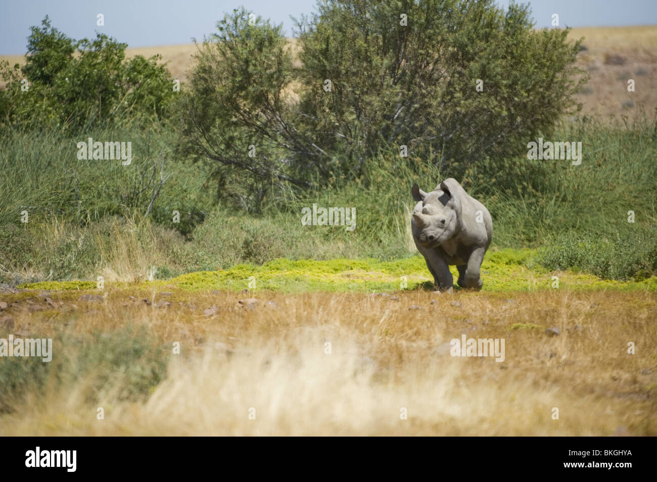 Black rhino, Palmwag concession, Namibia. Stock Photo