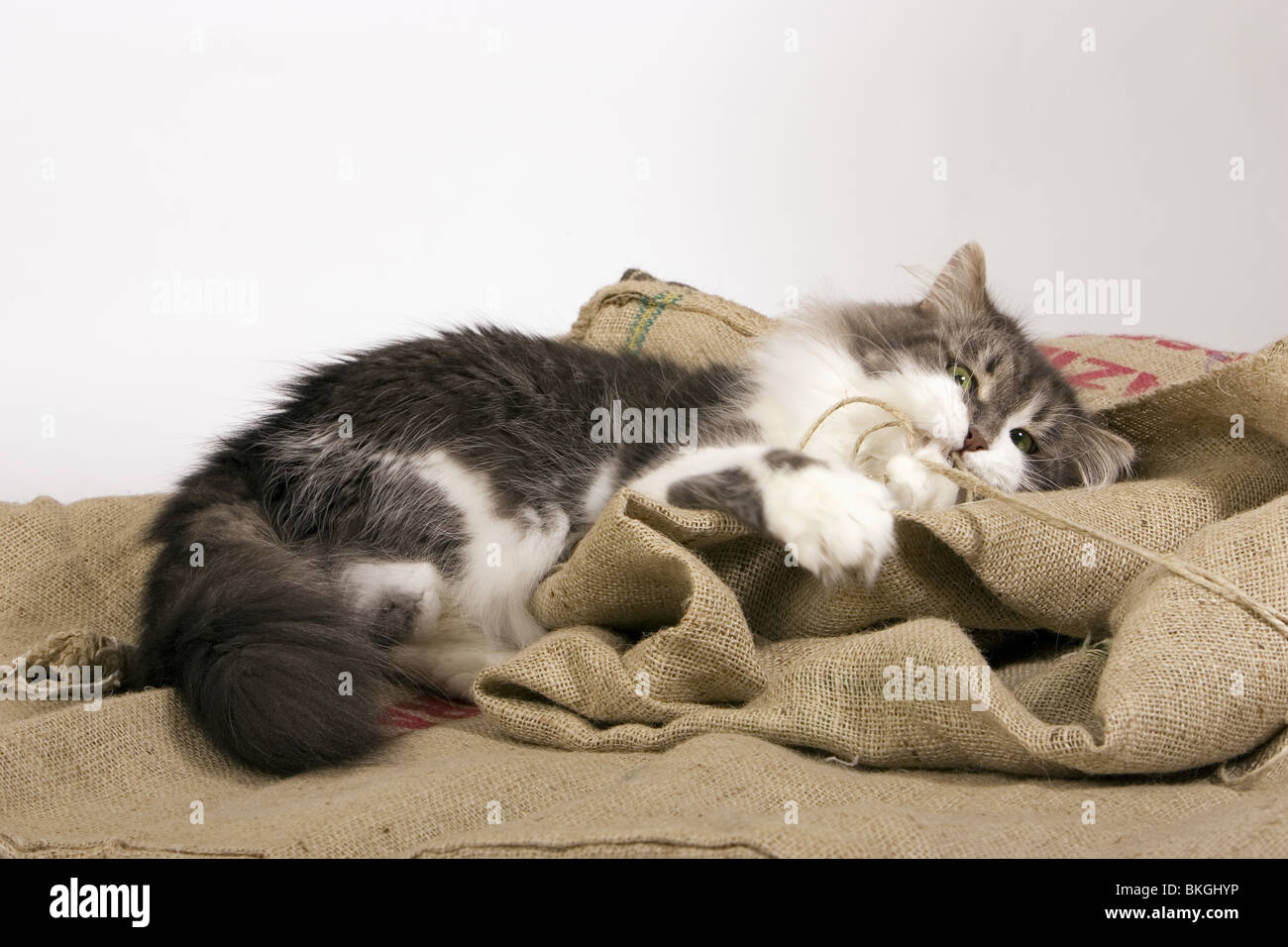 Siberian forest cat for sale near me