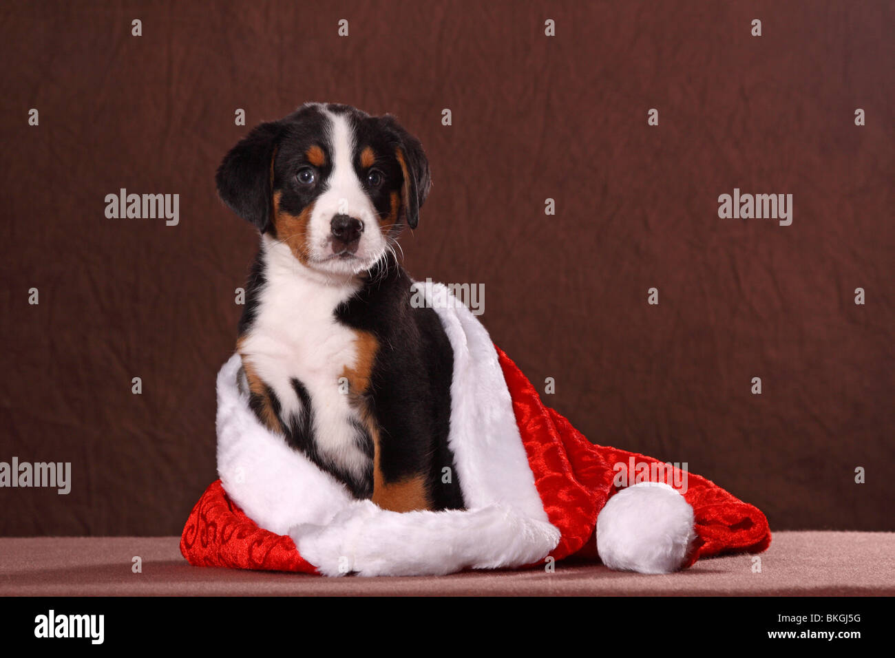 Großer Schweizer Sennenhund Welpe / Great Swiss Mountain Dog Puppy Stock Photo Alamy