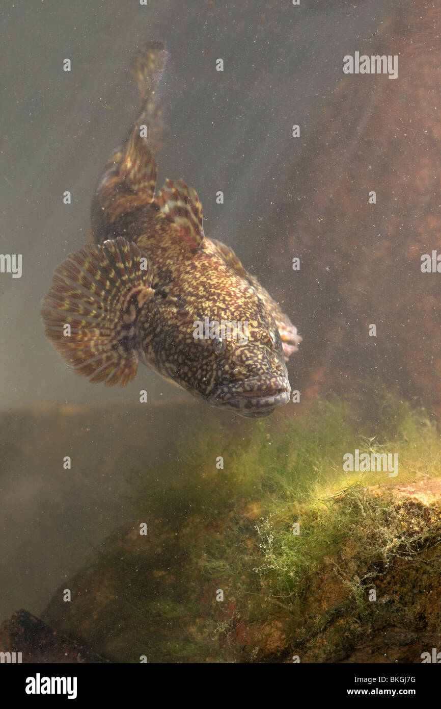 vertical picture of a swimming bighead goby with light comming from above Stock Photo
