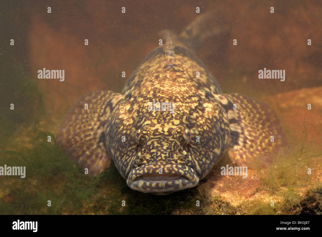 frontal photo of a bighead goby (shows its especially large head) Stock Photo