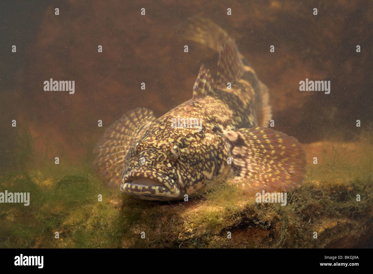 Foto van een Kesslers grondel op een steen onderwater; photo of a bighead goby above a rock underwater; Stock Photo