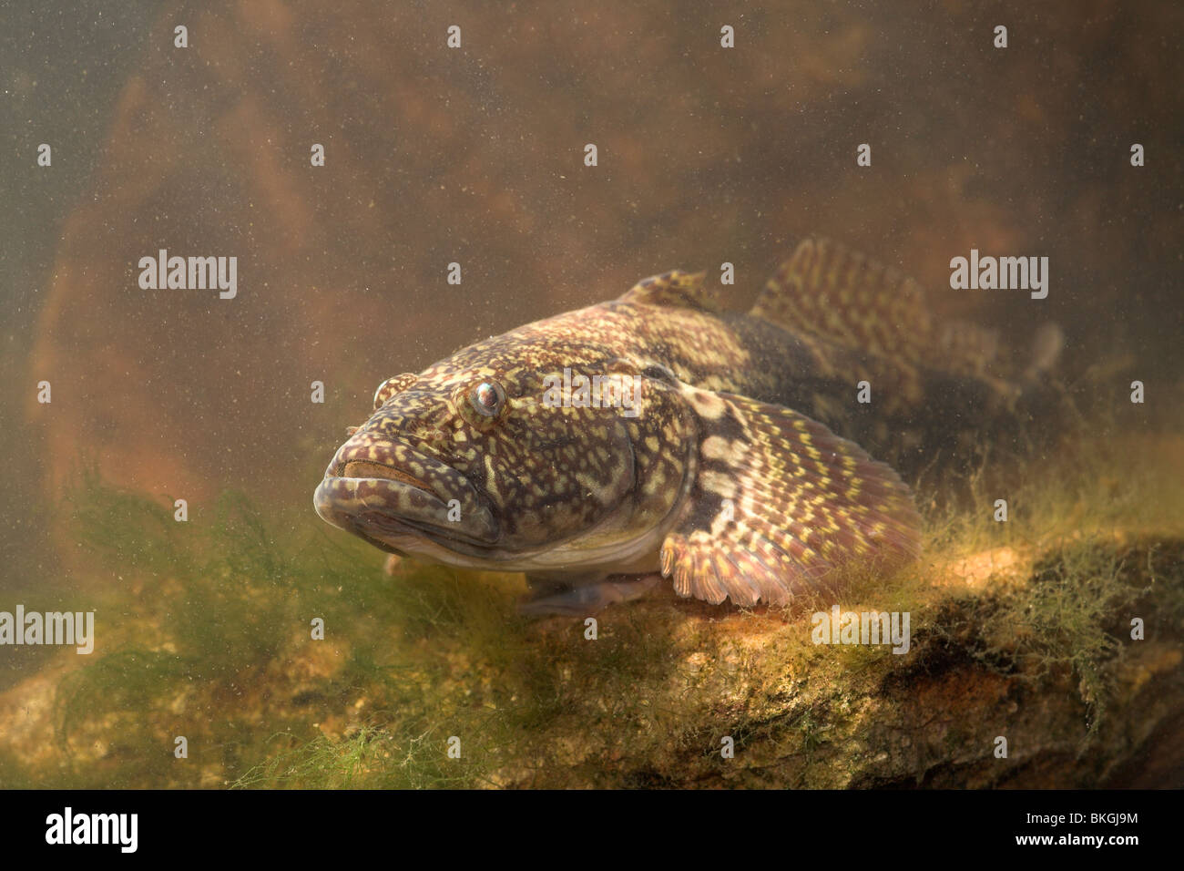 photo of a bighead goby on the lookout on a rock at the bottom Stock Photo
