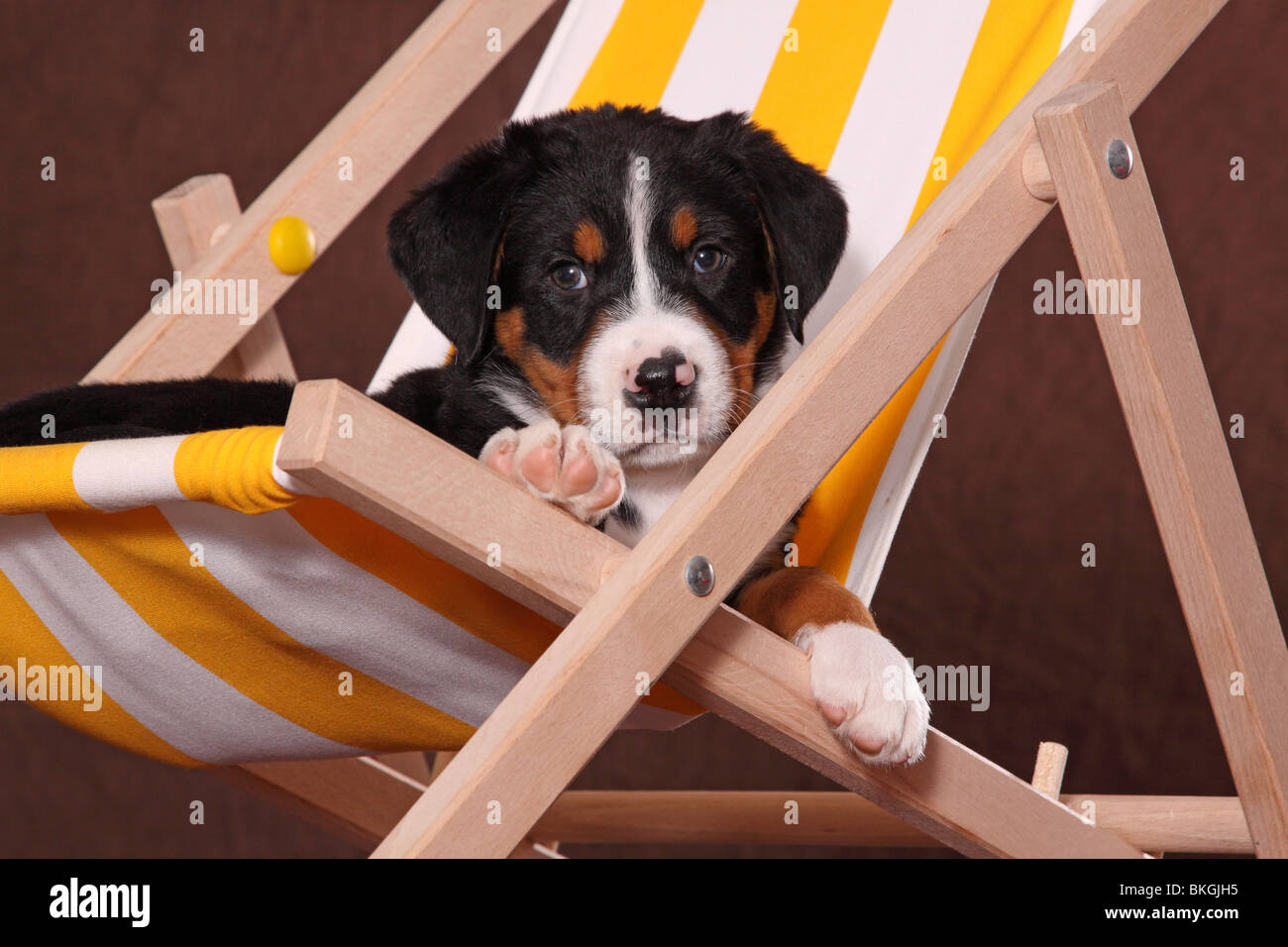 Großer Schweizer Sennenhund Welpe / Great Swiss Mountain Dog Puppy Stock Photo Alamy