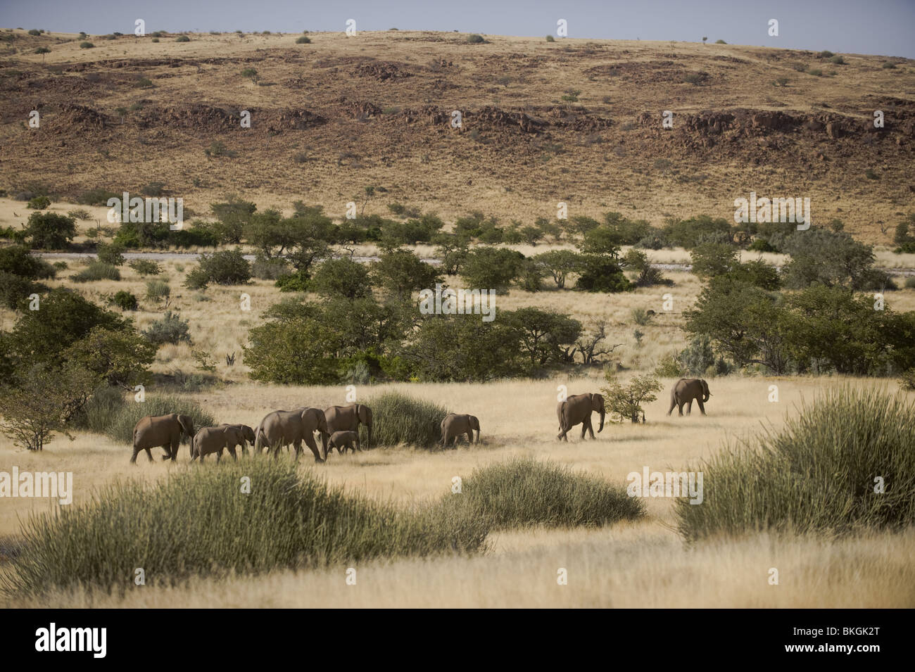 Desert adapted elephants in the Palmwag concession, Kunene region, northern Namibia. Stock Photo
