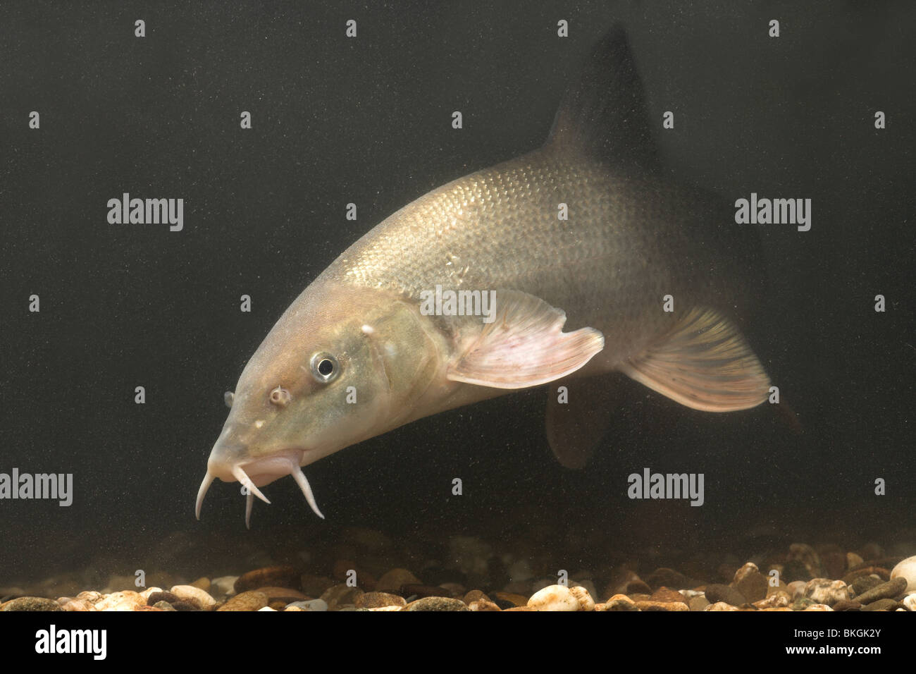 photo of a swimming barbel above gravel on the bottom Stock Photo Alamy