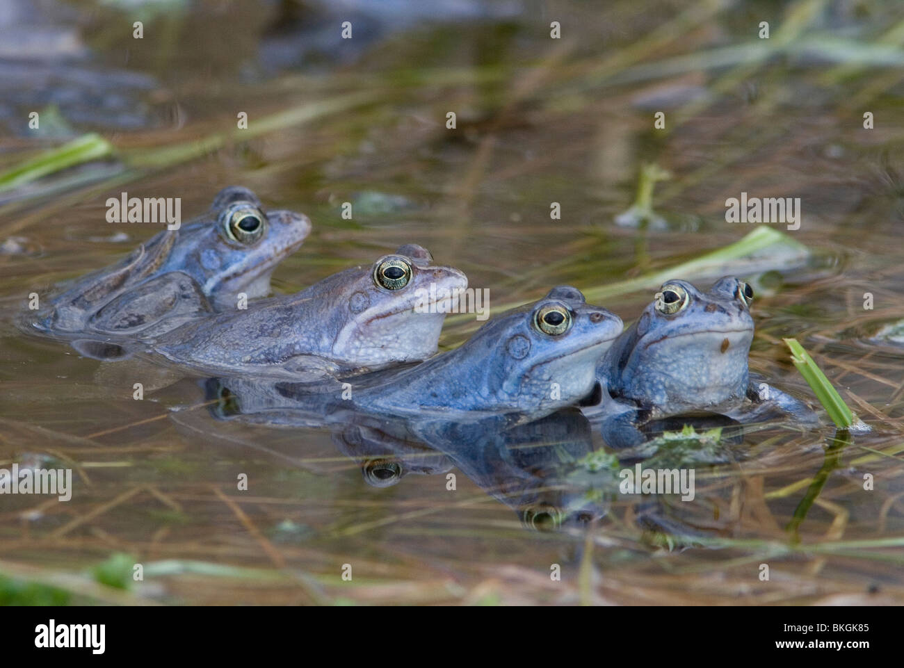 Vier blauwe mannetjes Heikikkers in paartijd Stock Photo - Alamy