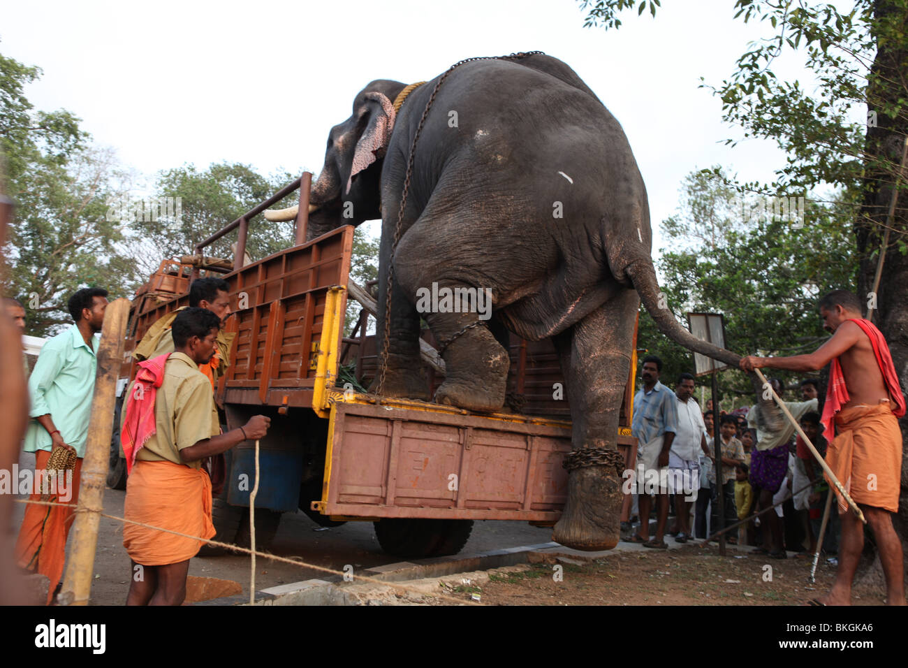 mahouts helping an elephant to get down from a lorry Stock Photo