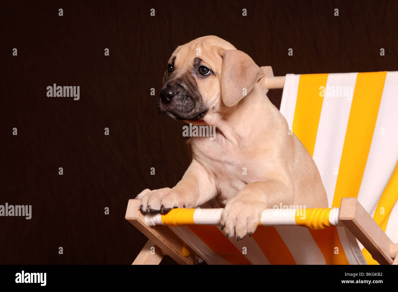 Dogo Canario Welpe / Dogo Canario Puppy Stock Photo