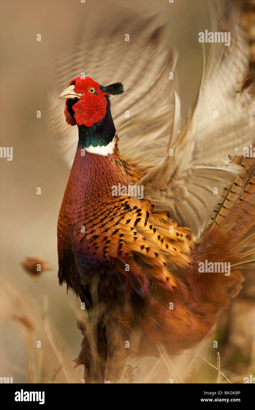 tight  close in shot of a cock pheasant displaying by flapping his wings Stock Photo