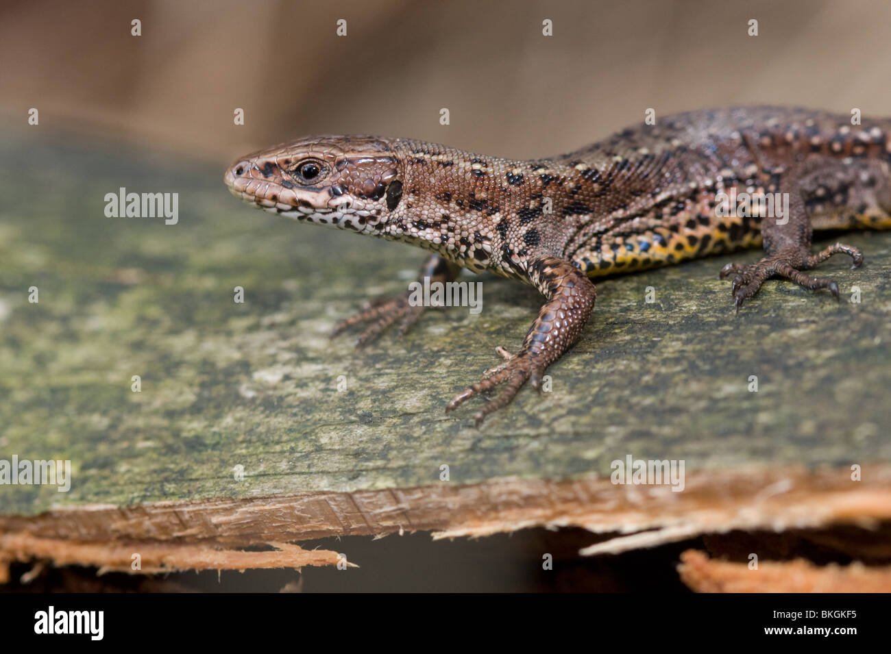 Levendbarende hagedis; Common lizard Stock Photo