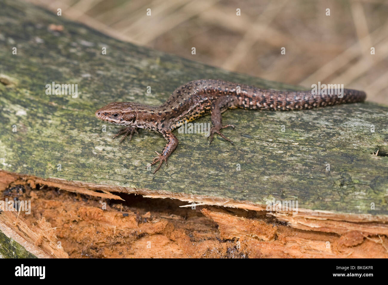 Levendbarende hagedis; Common lizard Stock Photo