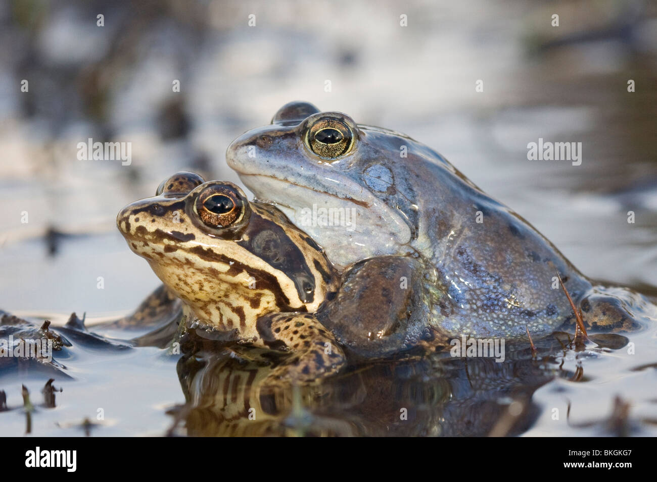 Parende heikikkers; Mating Moor Frogs Stock Photo