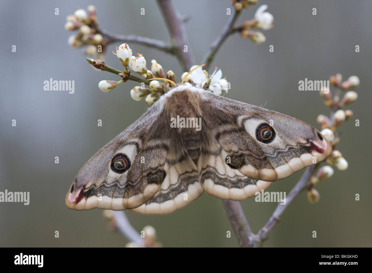 Vrouwtje van de kleine nachtpauwoog op bloeiende sleedoorn; Emperor Moth Female on Blackthorn Stock Photo