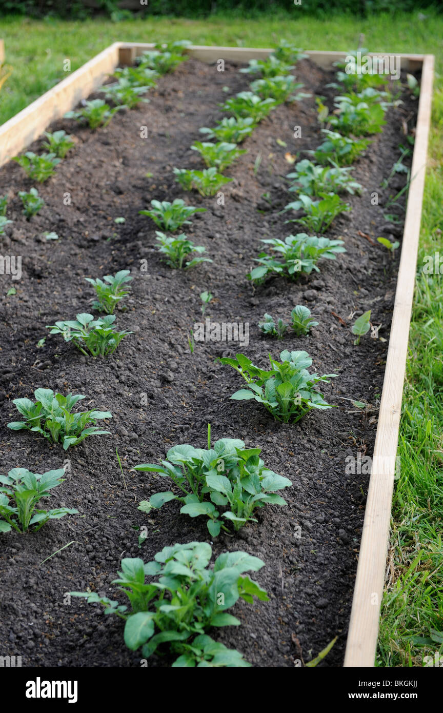 Raised vegetable beds with potato plants early in the growing season UK