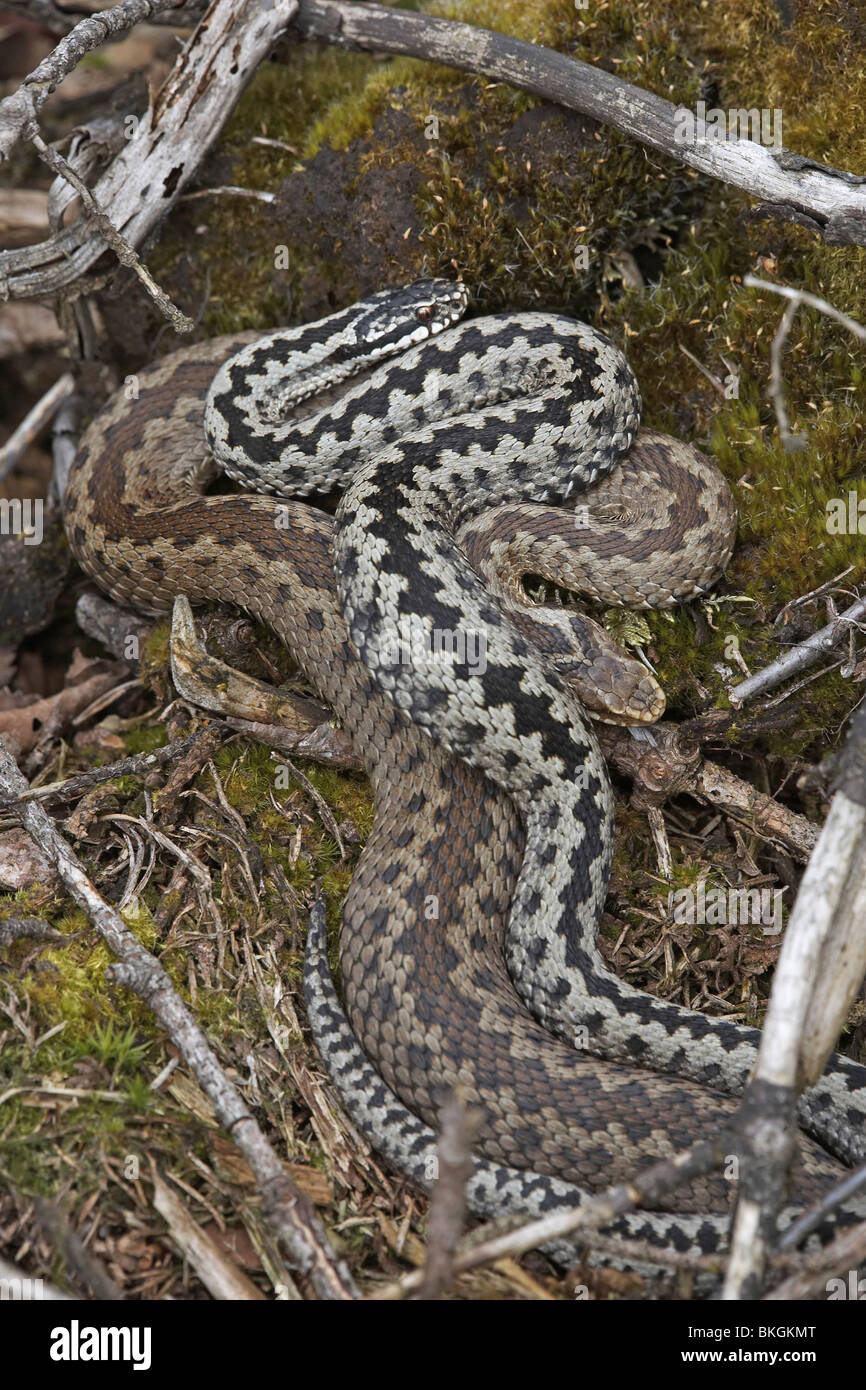 Adder Viperus berus female and male (black) coiled together prior to mating, Allerthorpe Common, East Yorkshire, UK Stock Photo