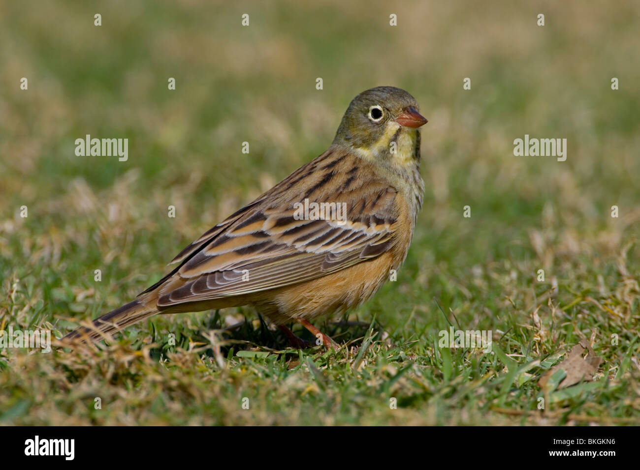 Zijaanzicht van een ortolaan voedselzoekend in het gras. Side-view of an Ortolan Bunting looking for food in the grass. Stock Photo