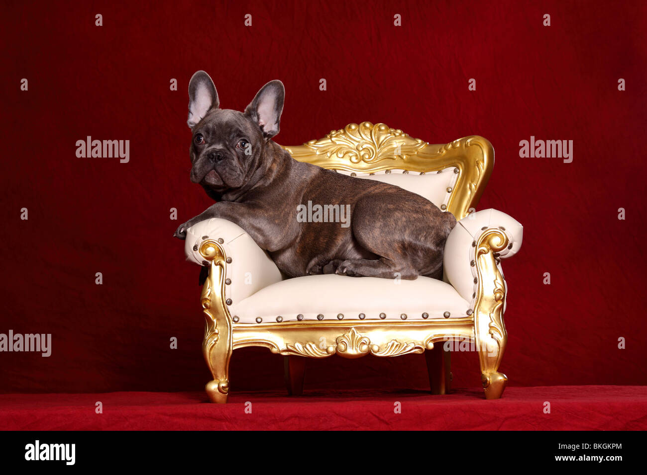 Französische Bulldogge / French Bulldog Stock Photo