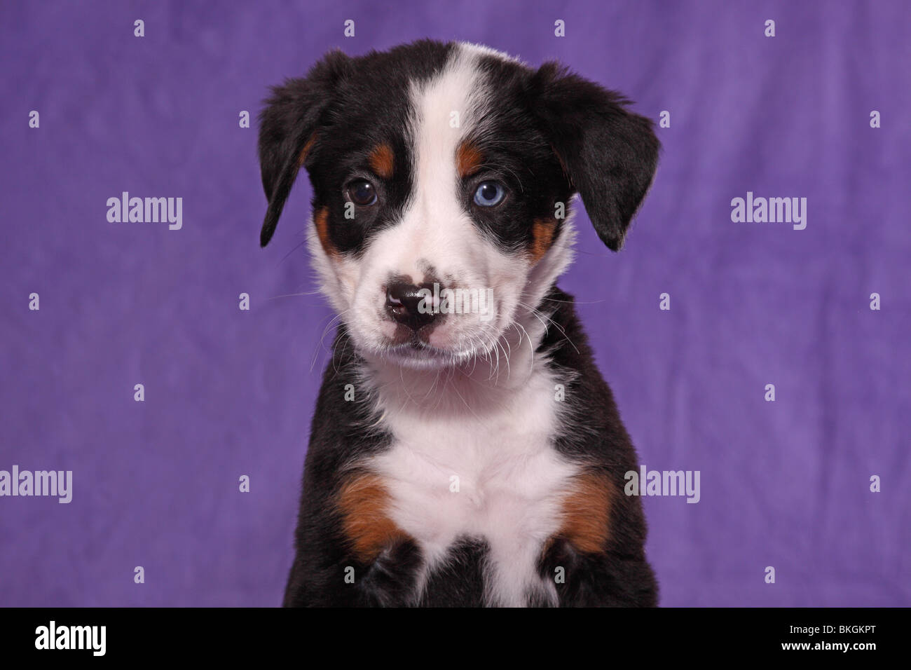 Grosser schweizer sennenhund hires stock photography and images Alamy