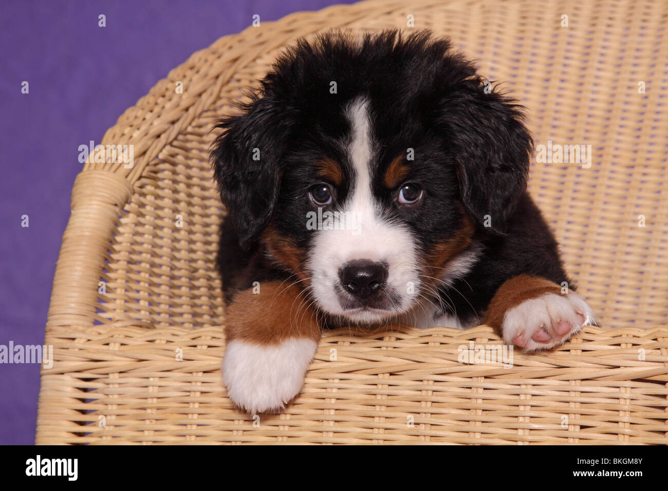 Großer Schweizer Sennenhund Welpe / Great Swiss Mountain Dog Puppy Stock  Photo - Alamy