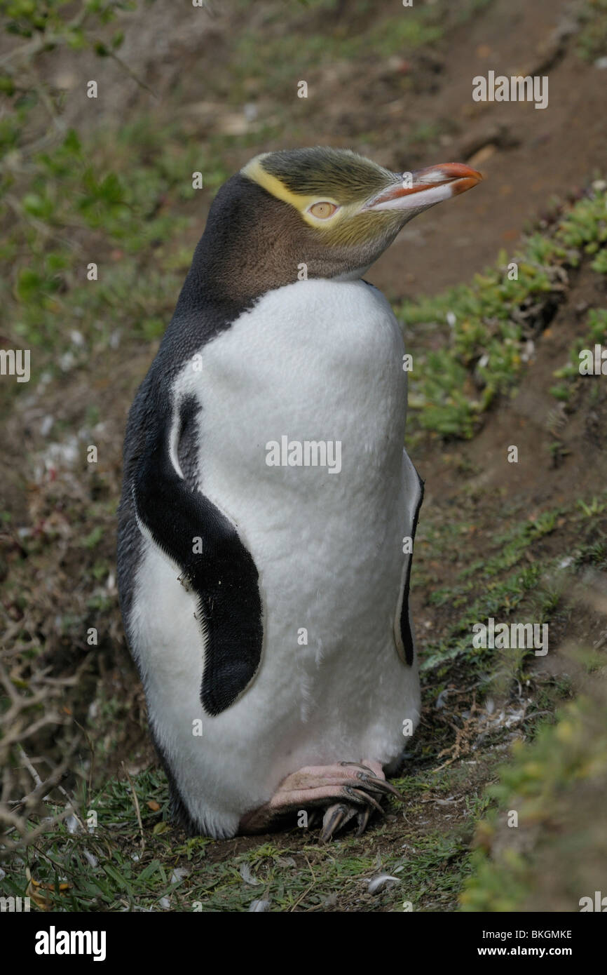 adult yellow-eyed penguin (megadyptes antipodes) starting to moult Stock Photo