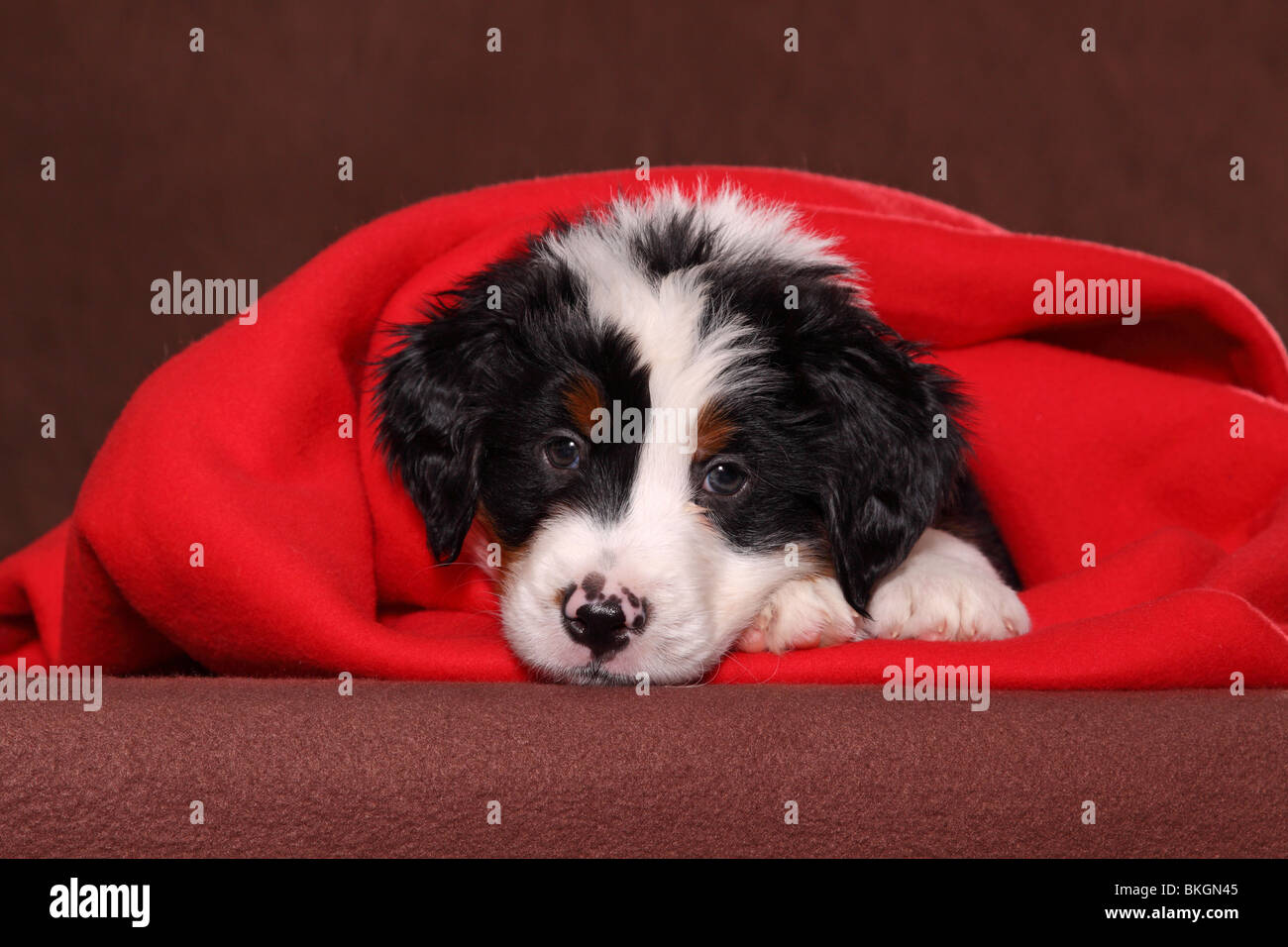 Großer Schweizer Sennenhund Welpe / Great Swiss Mountain Dog Puppy Stock Photo Alamy
