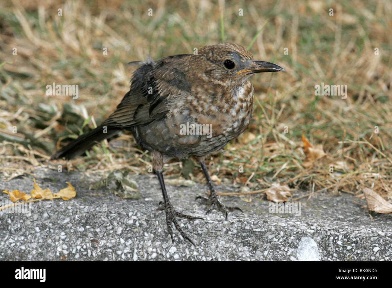Vrouwtjes Merel zich uitschuddend aan de rand van een graspartij en vijverrand. A Female Blackbird shaking out her feathers at the border of a stretch of grass and pond. Stock Photo
