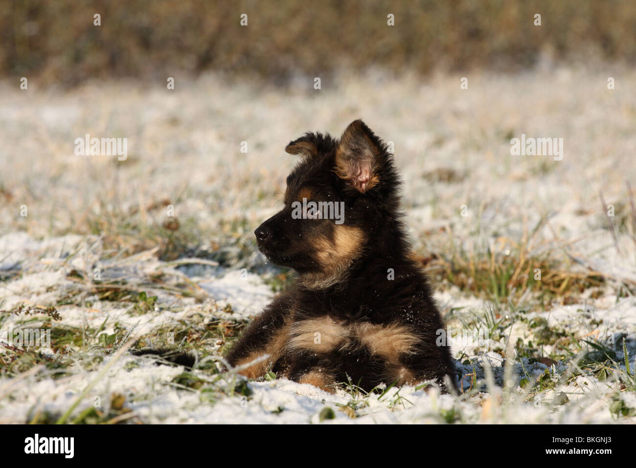 Chodsky Pes Welpe / Chodsky Pes Puppy Stock Photo