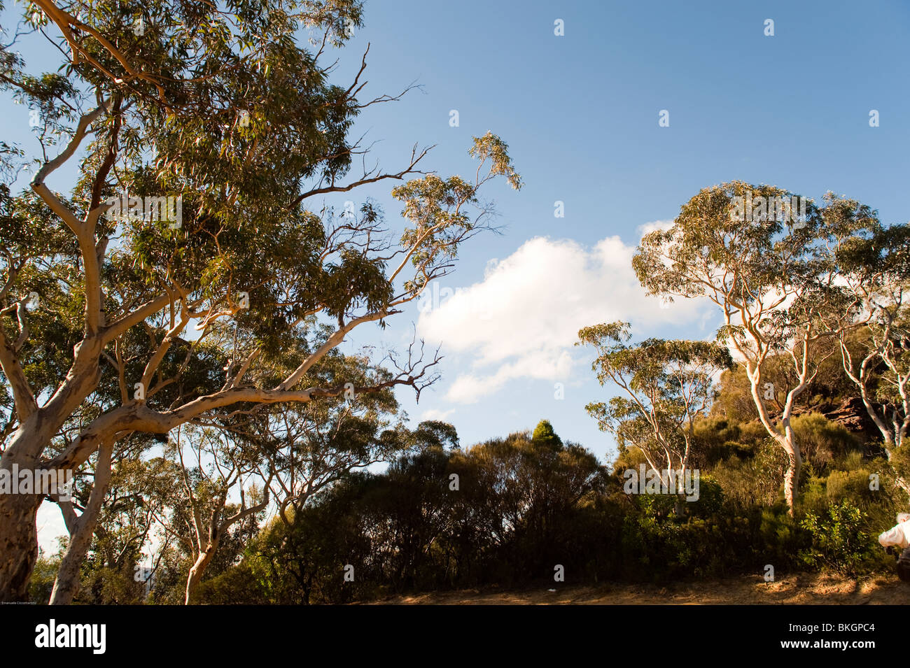 Viewing the blue mountains nsw hi-res stock photography and images - Alamy