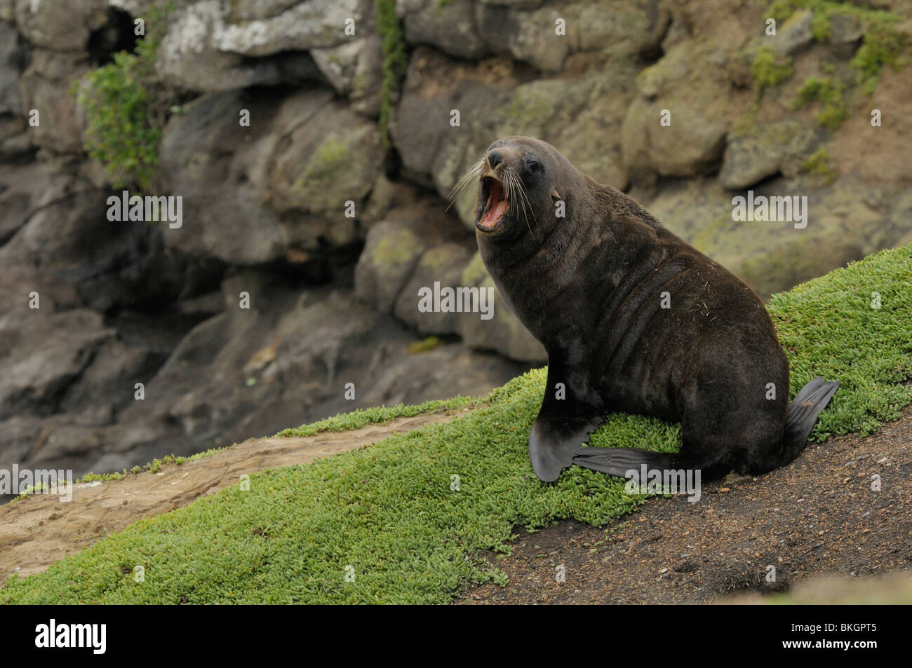 agressive adult new zealand fur seal; agressieve volwassen nieuwzeelandse zeehond Stock Photo