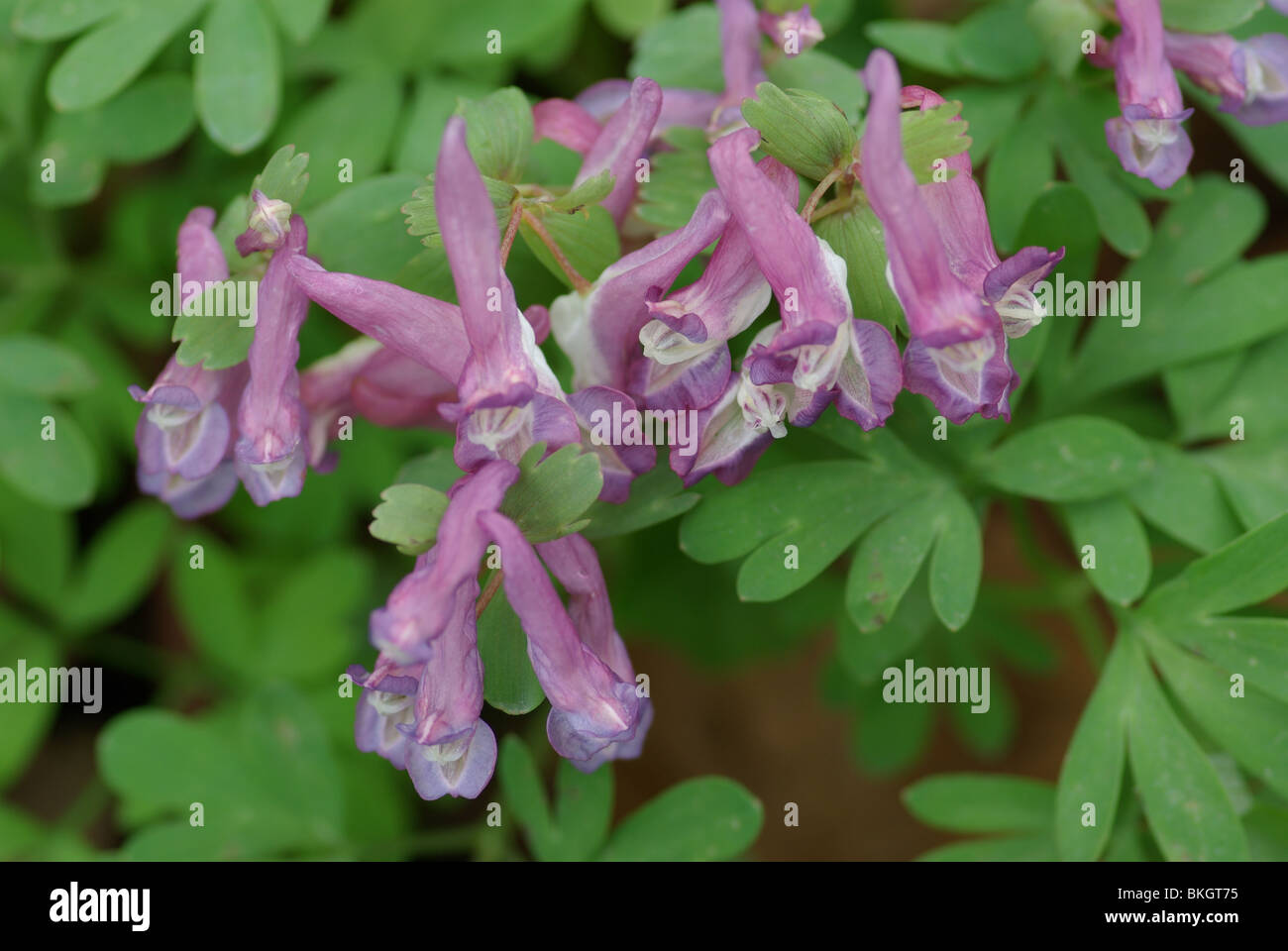 purple flowers of corydalis solida in spring Stock Photo