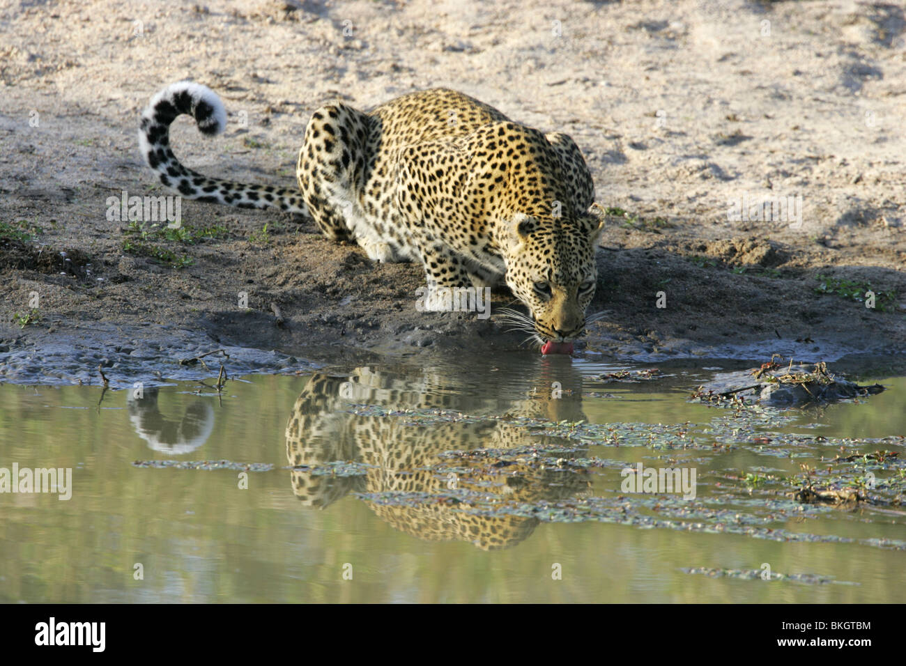 african Leopard, kruger, park, south, africa Stock Photo