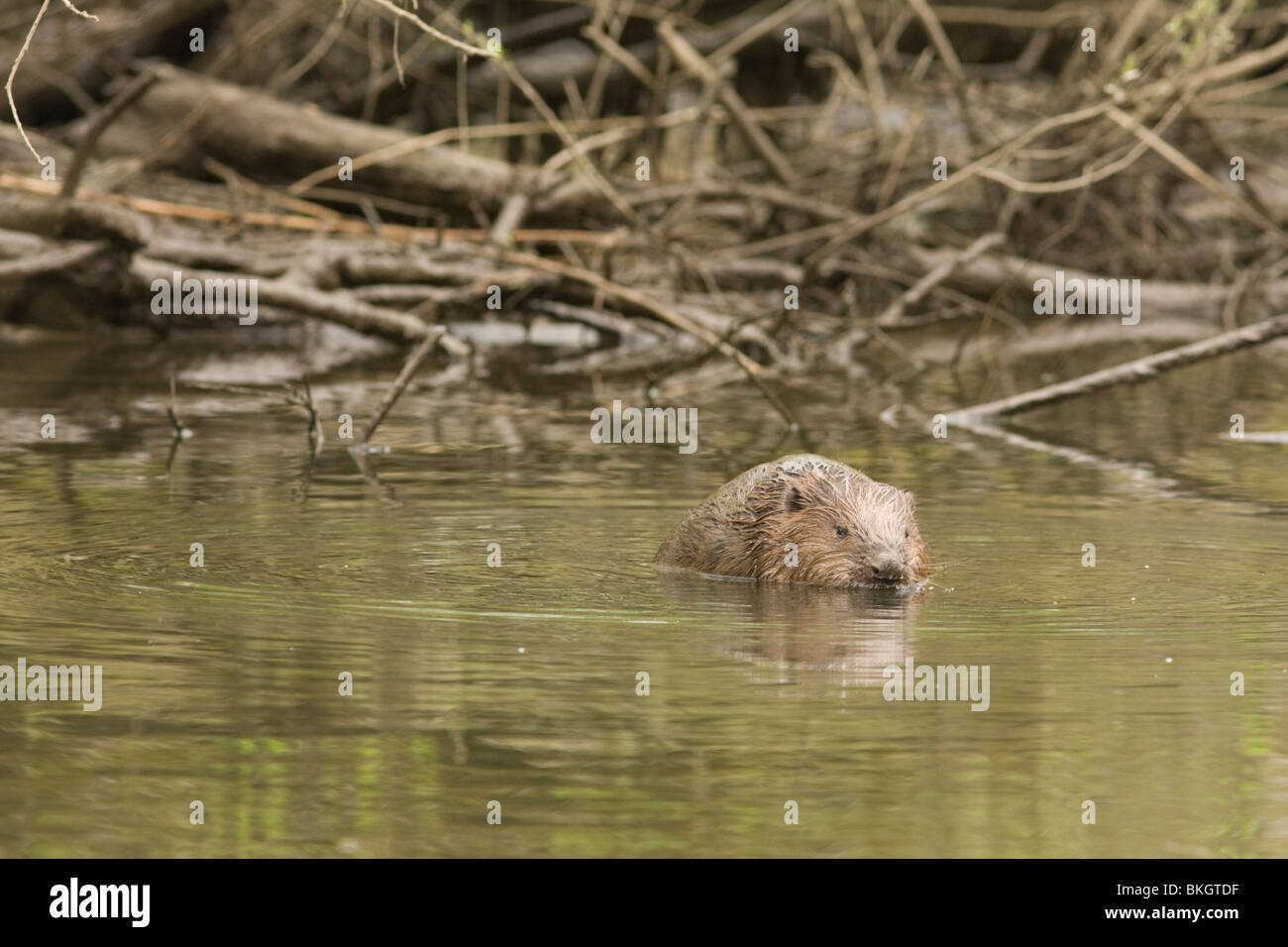 European beaver in de Biesbosch, bever, Castor filber Stock Photo