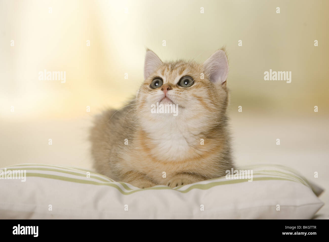 British Shorthair Cat Kitten Golden Stock Photos British